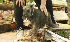 Barbara Garcia's lost dog appeared out from under the pile of rubble that was once her home.