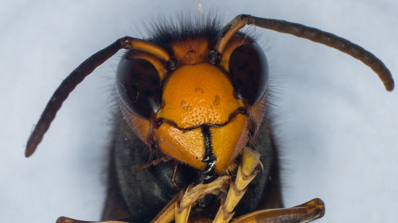 An Asian hornet