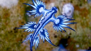 A blue dragon nudibranch floats near the surface of water with a blurred background of the rock covered floor beneath it.