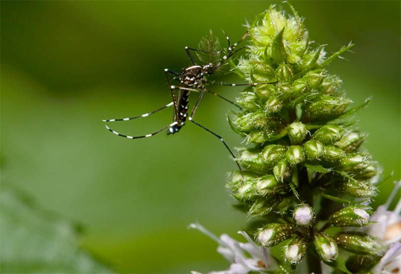 Asian tiger mosquito