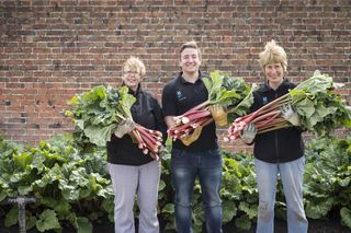 Shirley Roberts, Ben Mason and Gill Temperley pull the first rhubarb at Clumber Park