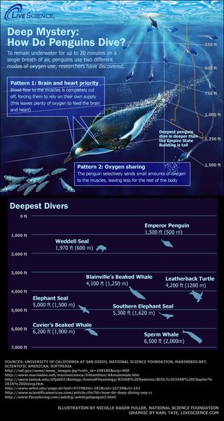 the ocean's deepest diving animals, including penguins and seals.