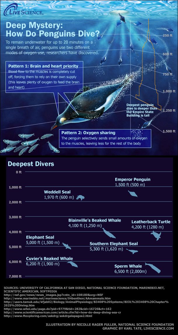 the ocean&#039;s deepest diving animals, including penguins and seals.