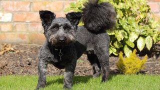 Black dog with tail up