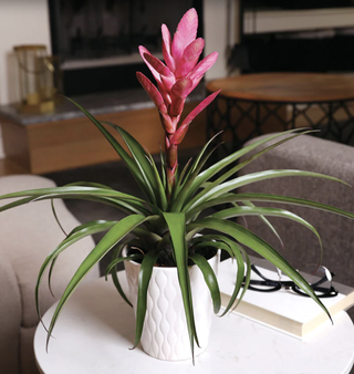 pink bromeliad in a white pot on a white table