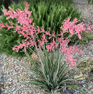 red yucca plant in gravel