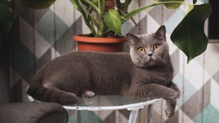 British Shorthair cat