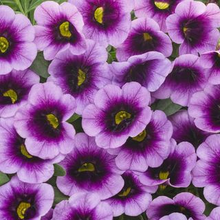  Eco+Grande, Superbells Blue Moon Punch (Calibrachoa) Live Plant 