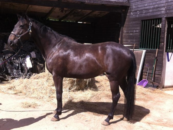 Horses for sale under &amp;pound;1,000