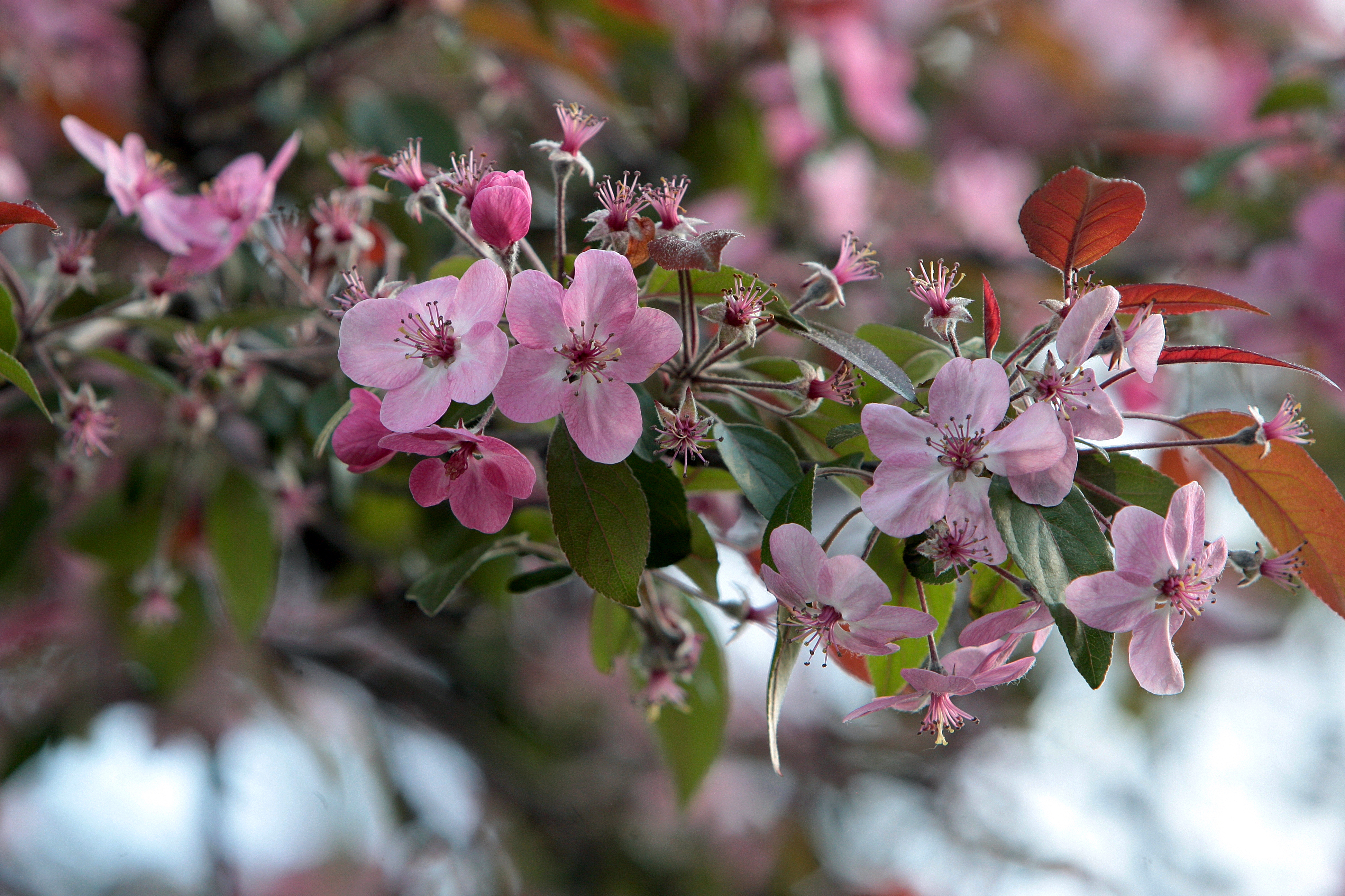 A branch of apple blossom flowers
