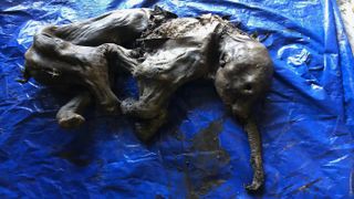 The mud-covered remains of a 4.5 foot long baby mammoth laid on top of a blue plastic sheet.