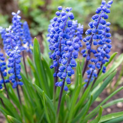 grape hyacinth flowers in garden