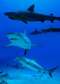 sharks, animal behavior, caribbean reef sharks