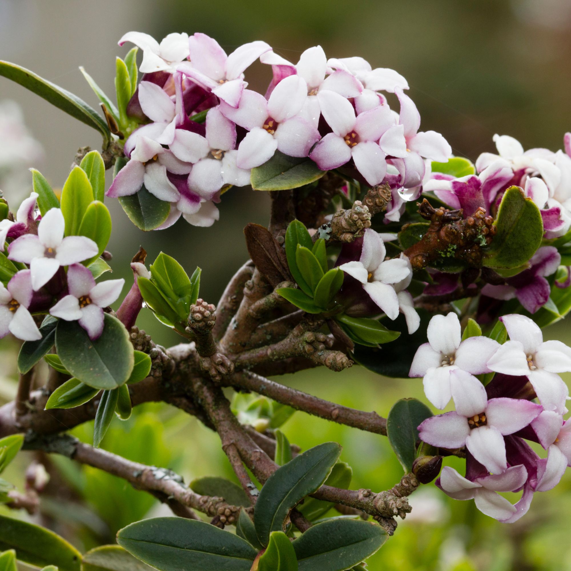 fragrant winter flowering daphne