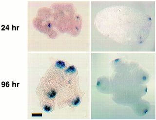 Hydra cell mounds after 24 hours (top), and new Hydras taking shape after 96 hours (bottom). Cells in blue that are part of the new head command centres.