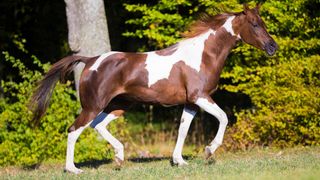 Skewbald national show horse mare trotting