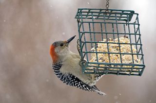 woodpecker feeding on suet from a feeder
