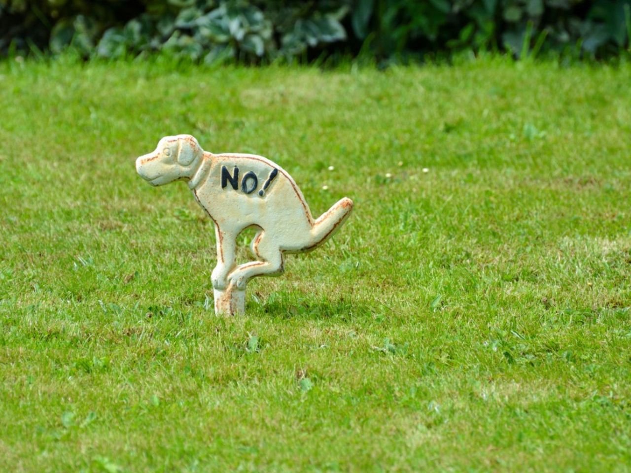 No Dog Pooping Sign On Lawn