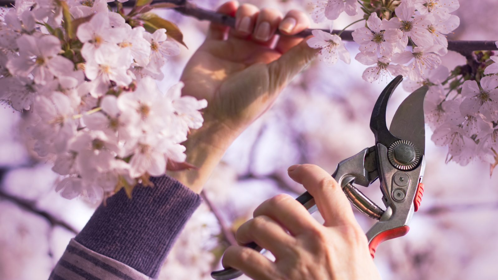 Gardener pruning ornamental cherry tree