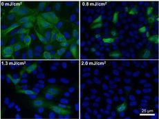 flu virus, far-uvc light