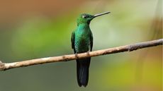 Hummingbird sitting on a branch