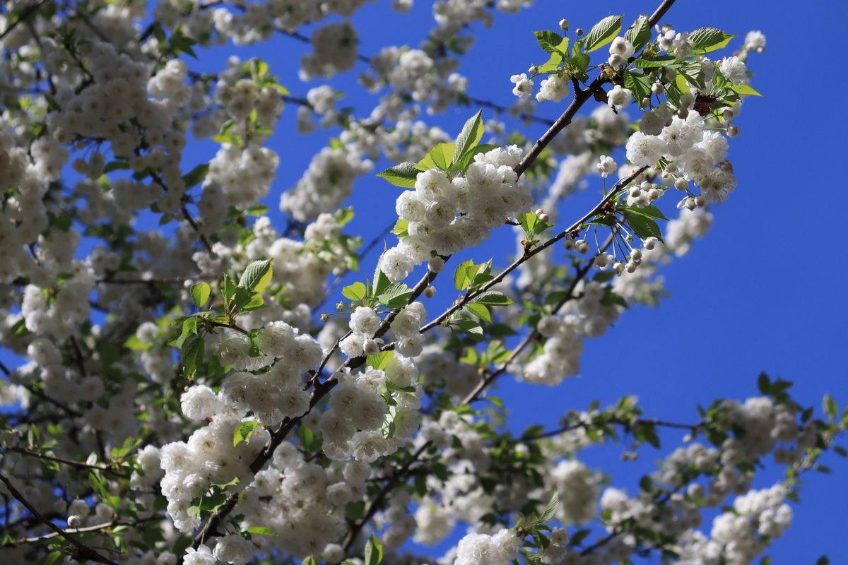 Canon EOS 250D with the EF-S 18-55mm f/4-5.6 IS STM, 18mm, f/5.6, 1/640sec, ISO100
