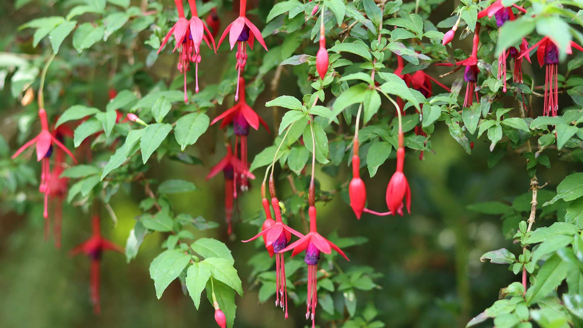flowering fuchsia shrub