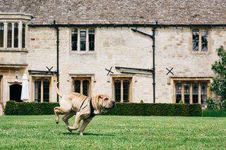 hotels with animals