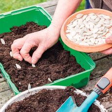 Gardener sows potiron squash seeds in a seed tray