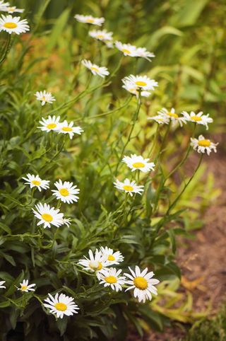 shasta daisies