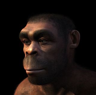 an artist's conception of what Homo erectus may have looked like.