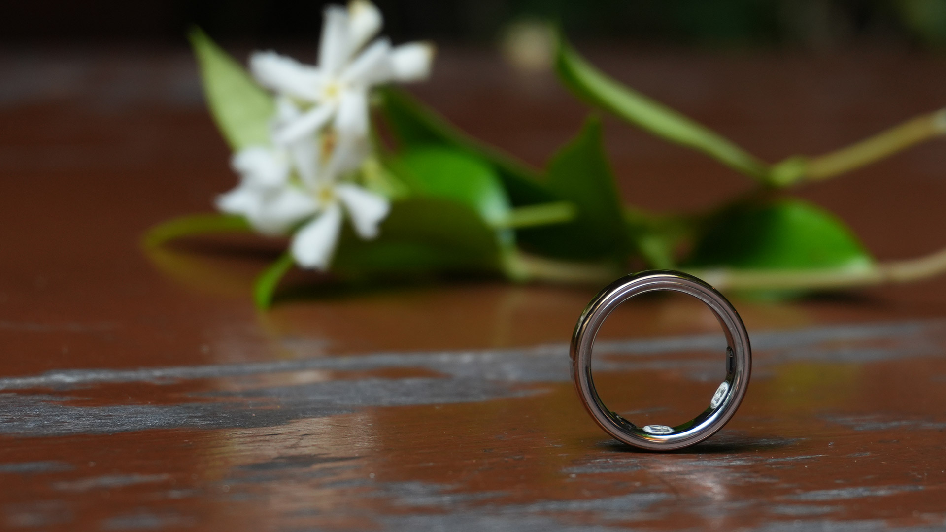 A close up of the Oura Ring 5 with a plant sitting behind it
