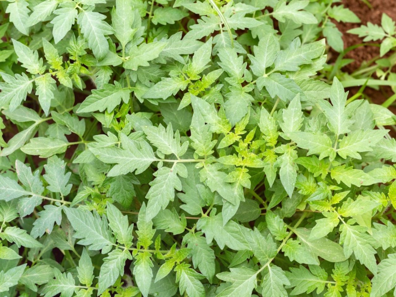 Tomato Plant Leaves