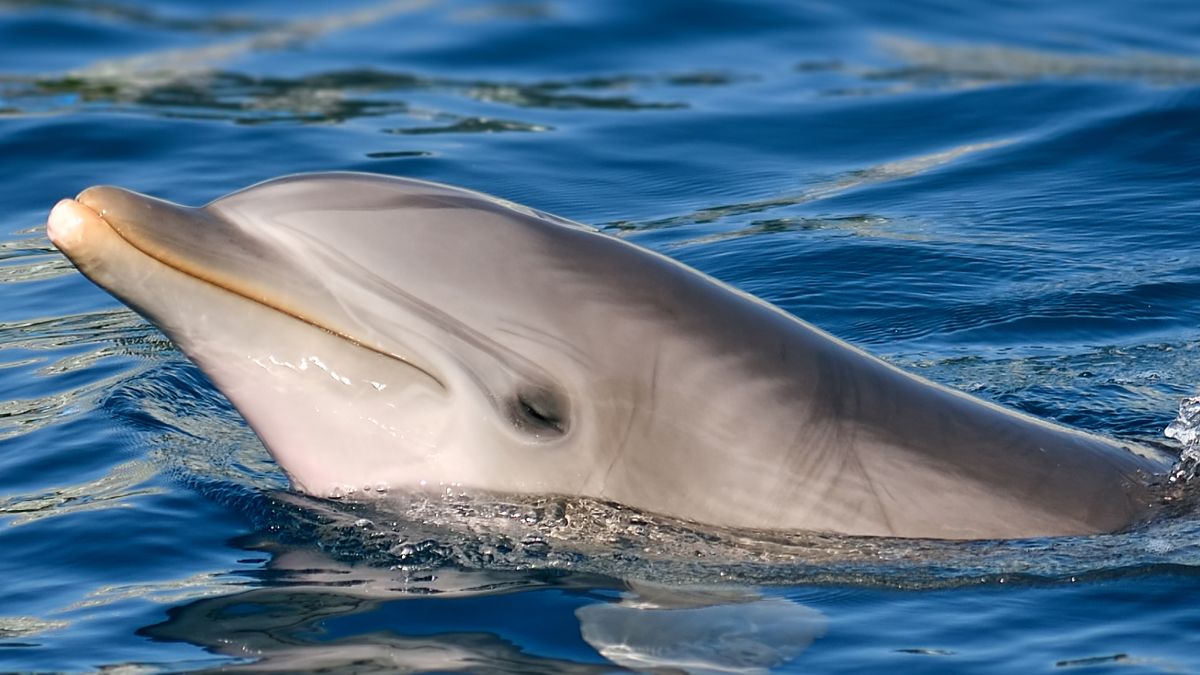 Dolphin in the Baltic Sea has been talking to himself — and researchers think it’s a sign he’s lonely