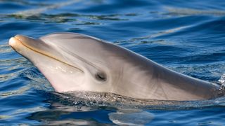 close-up of a bottlenose dolphin in water.