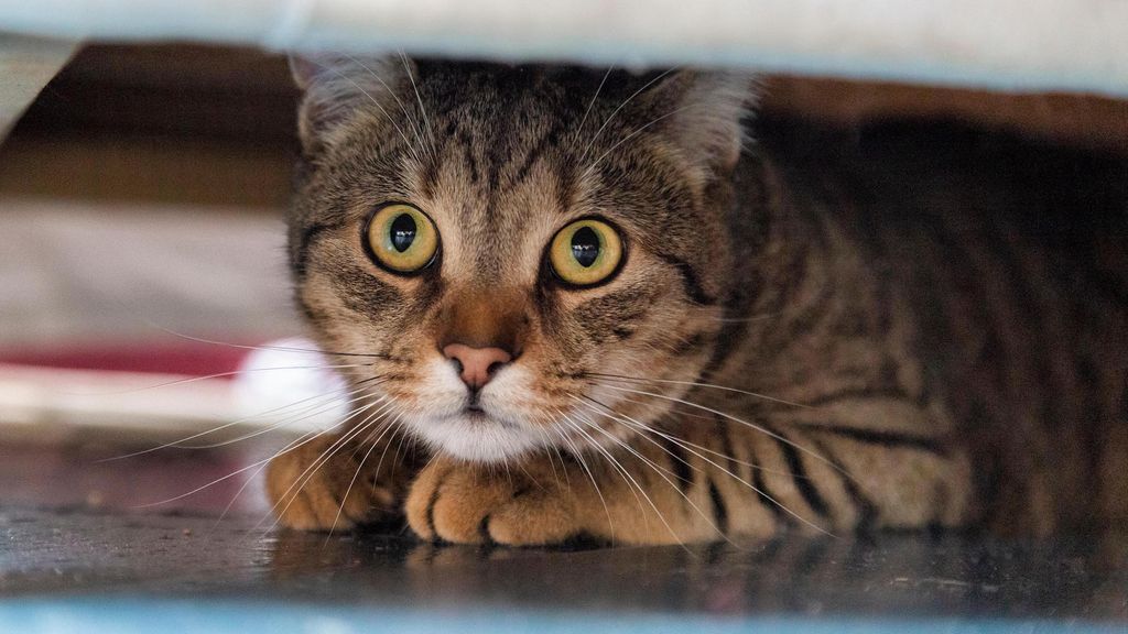 Photo inspiration: Fresh Look at 10 Signs A Cat Is Stressed And How You Can