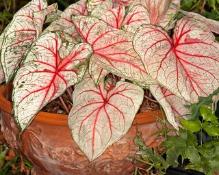 Caladium with red and white leaves growing in a container in a yard