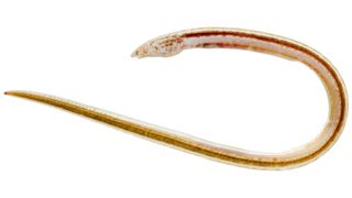 Ophichthidae is a family of sinuous fishes that are also known as snake eels. The species pictured here, Aprognathodon platyventris, is found in the western Atlantic Ocean.