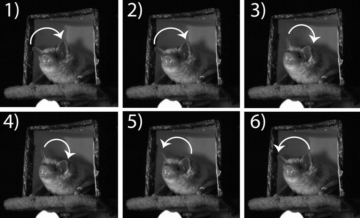 A bat waggles its head to and fro when trying to track an incoming insect. New research finds that these head motions help the bat figure out where the echoes from its echolocation are coming from.