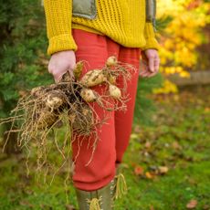 Gardener with dug up dahlia to store bulbs over winter
