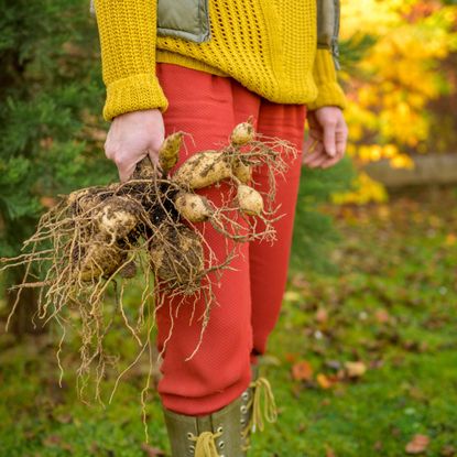 Gardener with dug up dahlia to store bulbs over winter