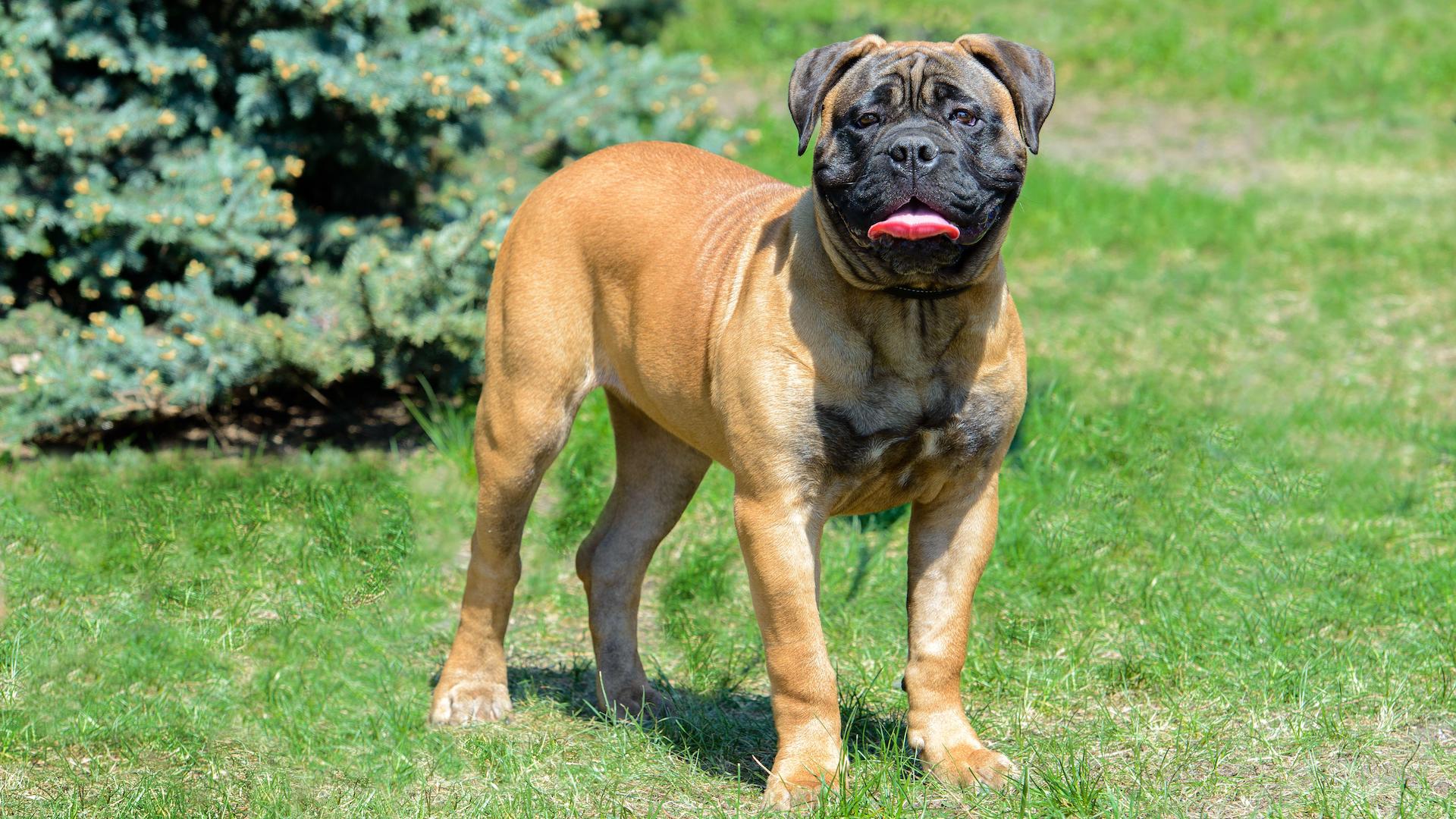Bullmastiff standing on grass, tongue out