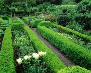 boxwood hedges in parterre style growing with ornamental garlic, tulips and holly