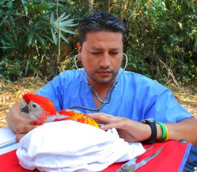 Melvin Mérida, veterinario de campo del Programa de Guatemala de la Wildlife Conservation Society, realiza un examen médico a una cría de guacamaya silvestre en la Reserva de la Biosfera Maya.