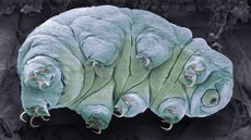 Here, a colored-scanning electron micrograph (SEM) of a tardigrade, also called a water bear.