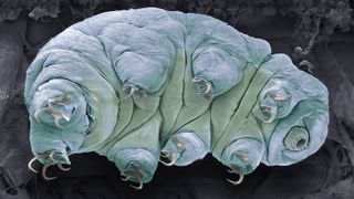 Here, a colored-scanning electron micrograph (SEM) of a tardigrade, also called a water bear.