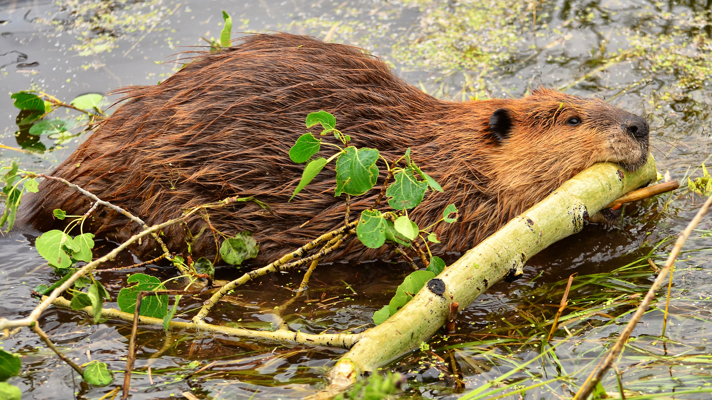 Beavers, like this one gathering wood at Grand Teton National Park, were coveted by European traders.