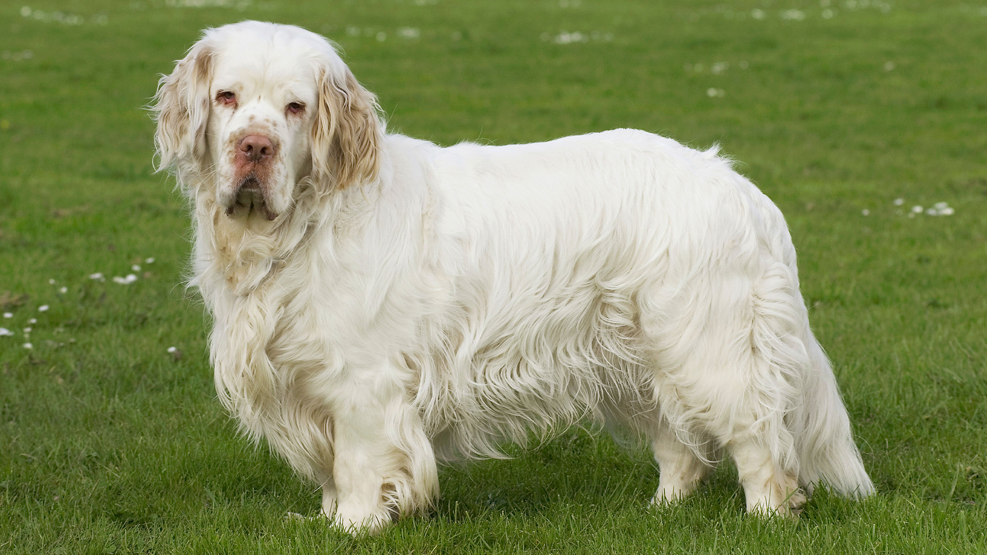Clumber Spaniel