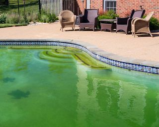 green algae in swimming pool