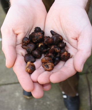 Hands holding several Mediterranean anemone tubers